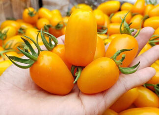 What are Super Sweet Tomato Fruits? Where to Buy and How Much Do They Cost?