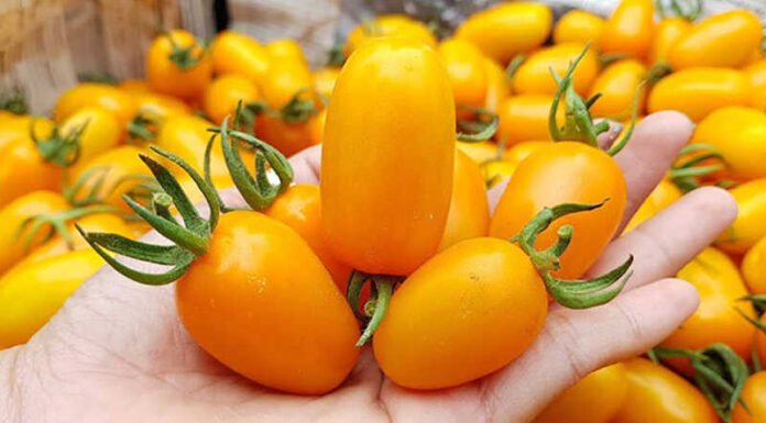 What are Super Sweet Tomato Fruits? Where to Buy and How Much Do They Cost?
