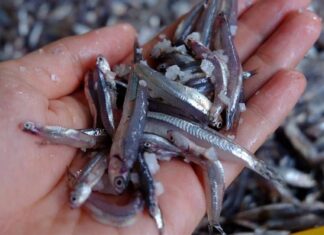 3 Wild-Caught Fish That Are Worth the Splurge at the Market