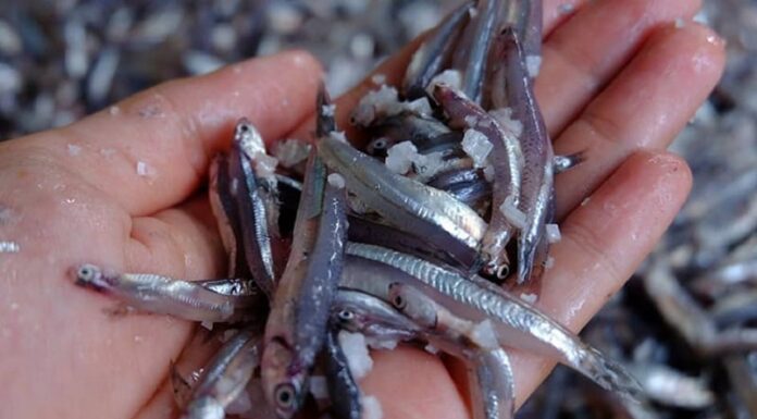 3 Wild-Caught Fish That Are Worth the Splurge at the Market