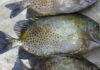 What is a Porgy Fish? Delicious Recipe Ideas and How Much They Cost.