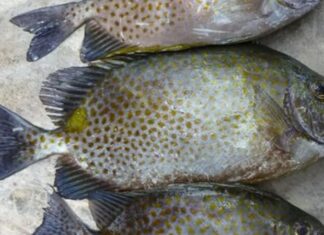 What is a Porgy Fish? Delicious Recipe Ideas and How Much They Cost.