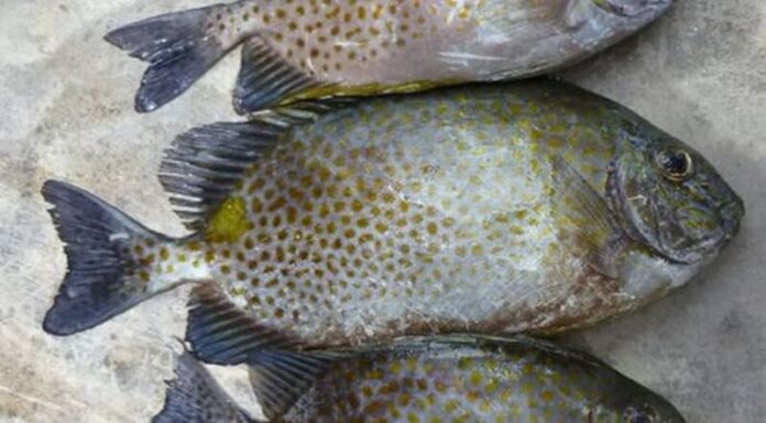What is a Porgy Fish? Delicious Recipe Ideas and How Much They Cost.