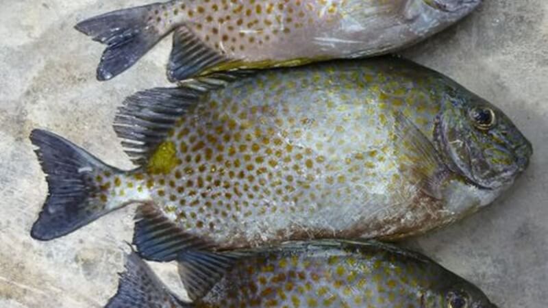 What is a Porgy Fish? Delicious Recipe Ideas and How Much They Cost.