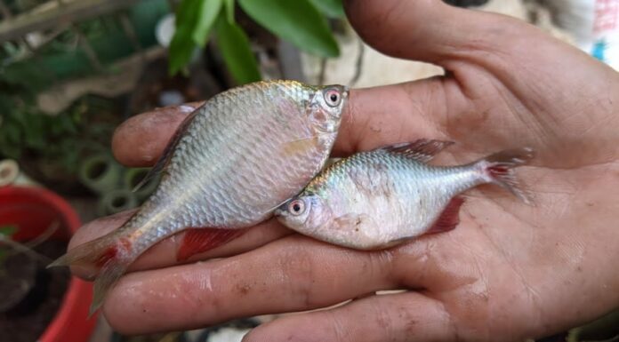 The Ultimate Seafood Delight: A Tasty Catch for All Ages