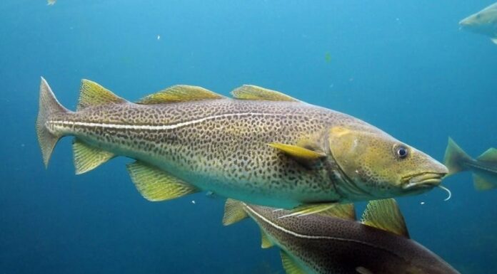 Where to Buy Cod Fish? How Much Does It Cost?