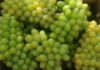 The Delicious World of Grapes: A Guide to Popular Varieties Loved by Many