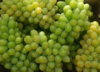 The Delicious World of Grapes: A Guide to Popular Varieties Loved by Many