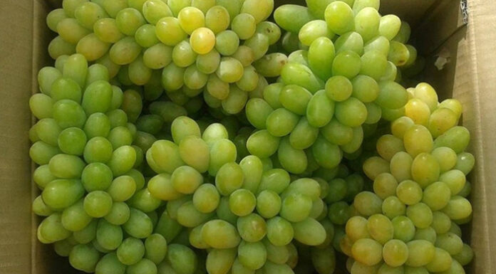 The Delicious World of Grapes: A Guide to Popular Varieties Loved by Many