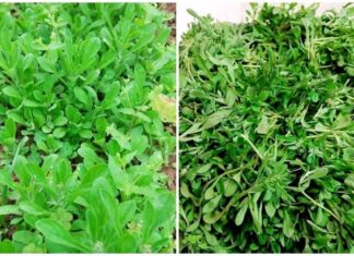 How to Store Okra to Last Until the End of Season: A Guide to Preserving Freshness for Delicious Okra Dishes