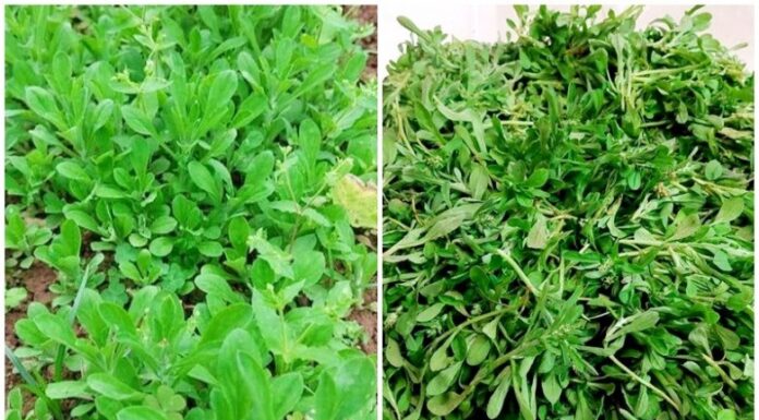 How to Store Okra to Last Until the End of Season: A Guide to Preserving Freshness for Delicious Okra Dishes