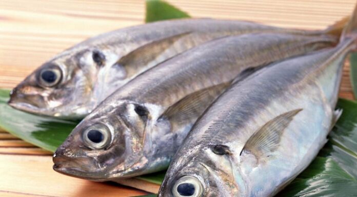 The Ultimate Guide to Storing Fresh Fish