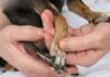 The Ultimate Guide to Stress-Free and Pain-Free Dog Nail Trimming at Home
