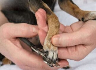 The Ultimate Guide to Stress-Free and Pain-Free Dog Nail Trimming at Home