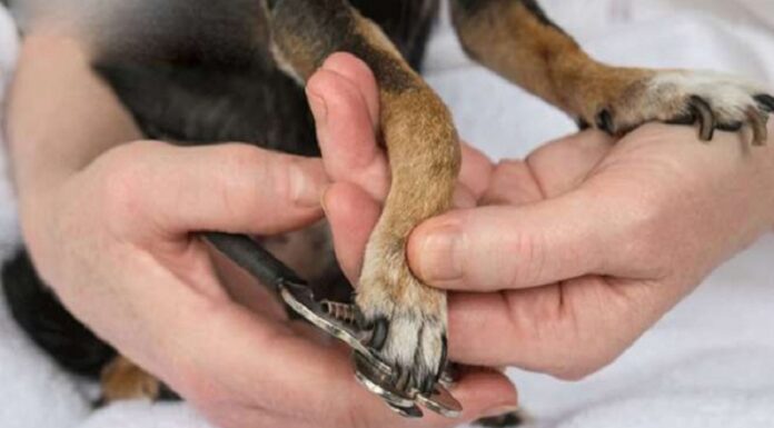 The Ultimate Guide to Stress-Free and Pain-Free Dog Nail Trimming at Home