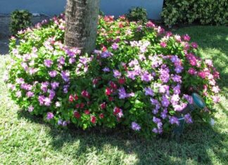 The Surprising Benefits and Care of the Vinca Rosea Plant
