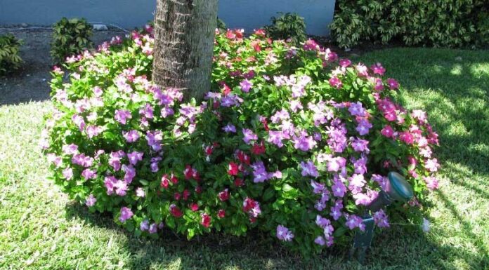 The Surprising Benefits and Care of the Vinca Rosea Plant