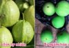 How to Choose a Delicious Guava Free of Harmful Chemicals