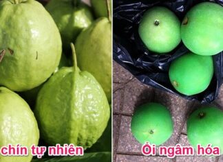 How to Choose a Delicious Guava Free of Harmful Chemicals