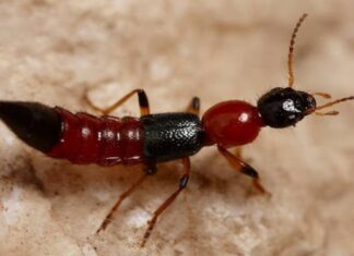 The Ultimate Guide to Silverfish Insects: How to Identify, Prevent and Get Rid of Them