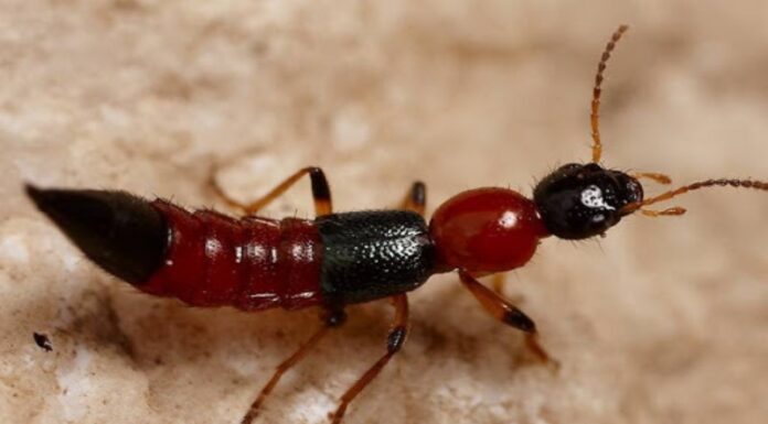 The Ultimate Guide to Silverfish Insects: How to Identify, Prevent and Get Rid of Them