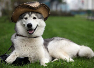 How to Tell When Your Dog is in Heat: Signs of Estrus in Female Dogs and Male Dogs