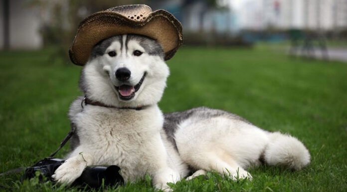 How to Tell When Your Dog is in Heat: Signs of Estrus in Female Dogs and Male Dogs