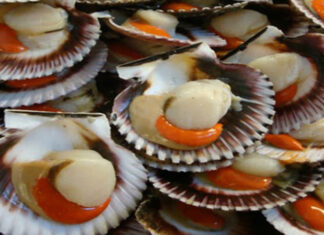 The Ultimate Guide to Identifying Clams: Mastering the Art of Clam Distinction