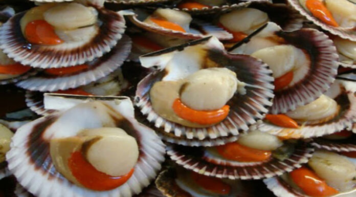 The Ultimate Guide to Identifying Clams: Mastering the Art of Clam Distinction