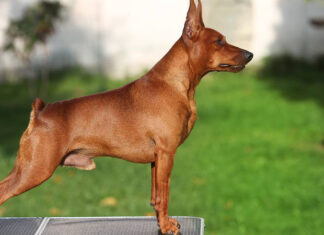 The World of Pomeranians: Origins, Traits, Breeds, and Pricing