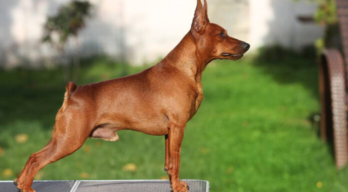 The World of Pomeranians: Origins, Traits, Breeds, and Pricing