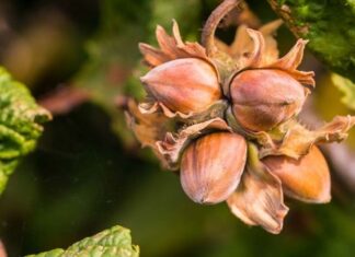 The Ultimate Guide: How to Tell the Difference Between Pistachios and Chestnuts