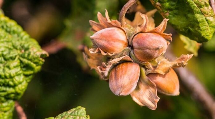 The Ultimate Guide: How to Tell the Difference Between Pistachios and Chestnuts