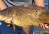 How to Distinguish Common Fish: A Guide to Identifying Carp, Crucian Carp, and Grass Carp for Home Cooks
