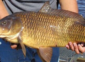 How to Distinguish Common Fish: A Guide to Identifying Carp, Crucian Carp, and Grass Carp for Home Cooks