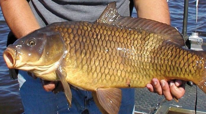 How to Distinguish Common Fish: A Guide to Identifying Carp, Crucian Carp, and Grass Carp for Home Cooks
