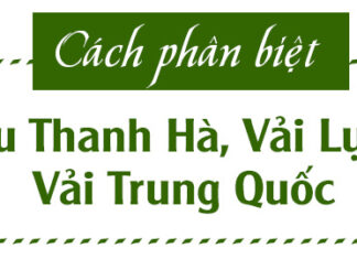 Distinguishing Between Thanh Ha Lychee, Luc Ngan Lychee, and Chinese Lychee