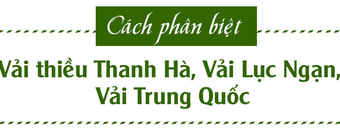 Distinguishing Between Thanh Ha Lychee, Luc Ngan Lychee, and Chinese Lychee
