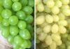 How to Tell the Difference Between Ninh Thuan Green Grapes and Chinese Green Grapes