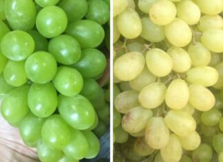 How to Tell the Difference Between Ninh Thuan Green Grapes and Chinese Green Grapes