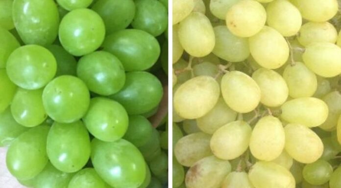 How to Tell the Difference Between Ninh Thuan Green Grapes and Chinese Green Grapes