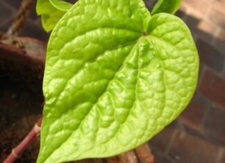 The Magic of Betel Leaves: 4 Quick and Effective Treatments for Itchy and Dandruff-ridden Scalps.