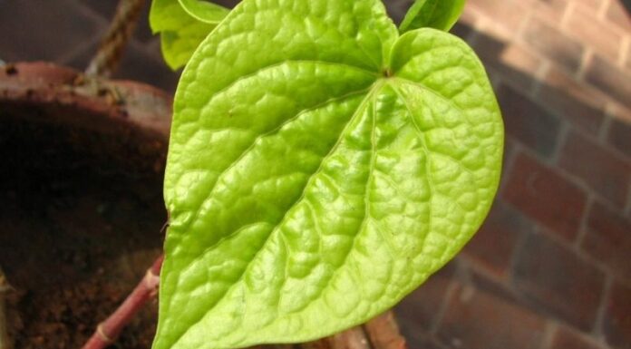 The Magic of Betel Leaves: 4 Quick and Effective Treatments for Itchy and Dandruff-ridden Scalps.