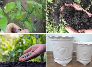 The Magic of Growing Purple Leaf Plants at Home: A Simple Guide to Nurturing Nature’s Beauty.