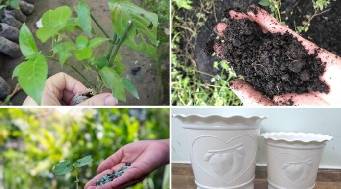 The Magic of Growing Purple Leaf Plants at Home: A Simple Guide to Nurturing Nature’s Beauty.