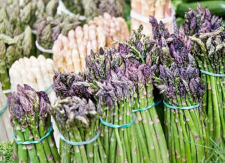 The Ultimate Guide to Growing Asparagus for Beginners: Maximizing Yield and Efficiency