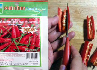 The Ultimate Guide to Growing Peppers from Seeds at Home: A Year-Round Harvest