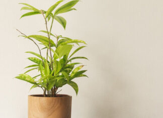 Bamboo Tree: Symbolism, Pictures, and How to Grow and Care for Them at Home