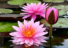 The Ultimate Guide to Growing Lotus Flowers in Containers for Year-Round Blooms