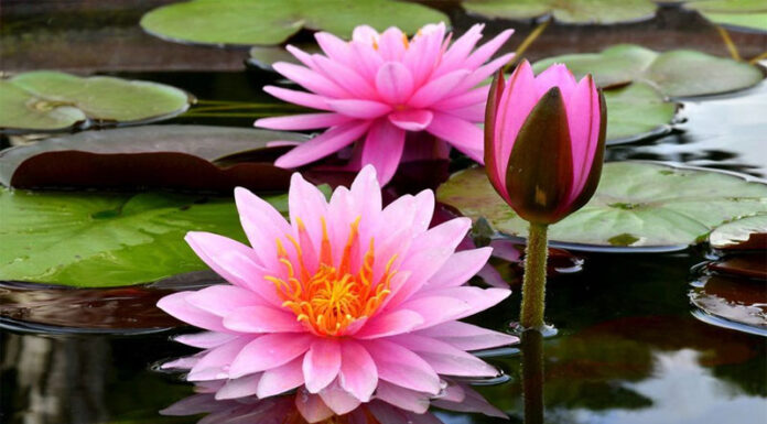 The Ultimate Guide to Growing Lotus Flowers in Containers for Year-Round Blooms